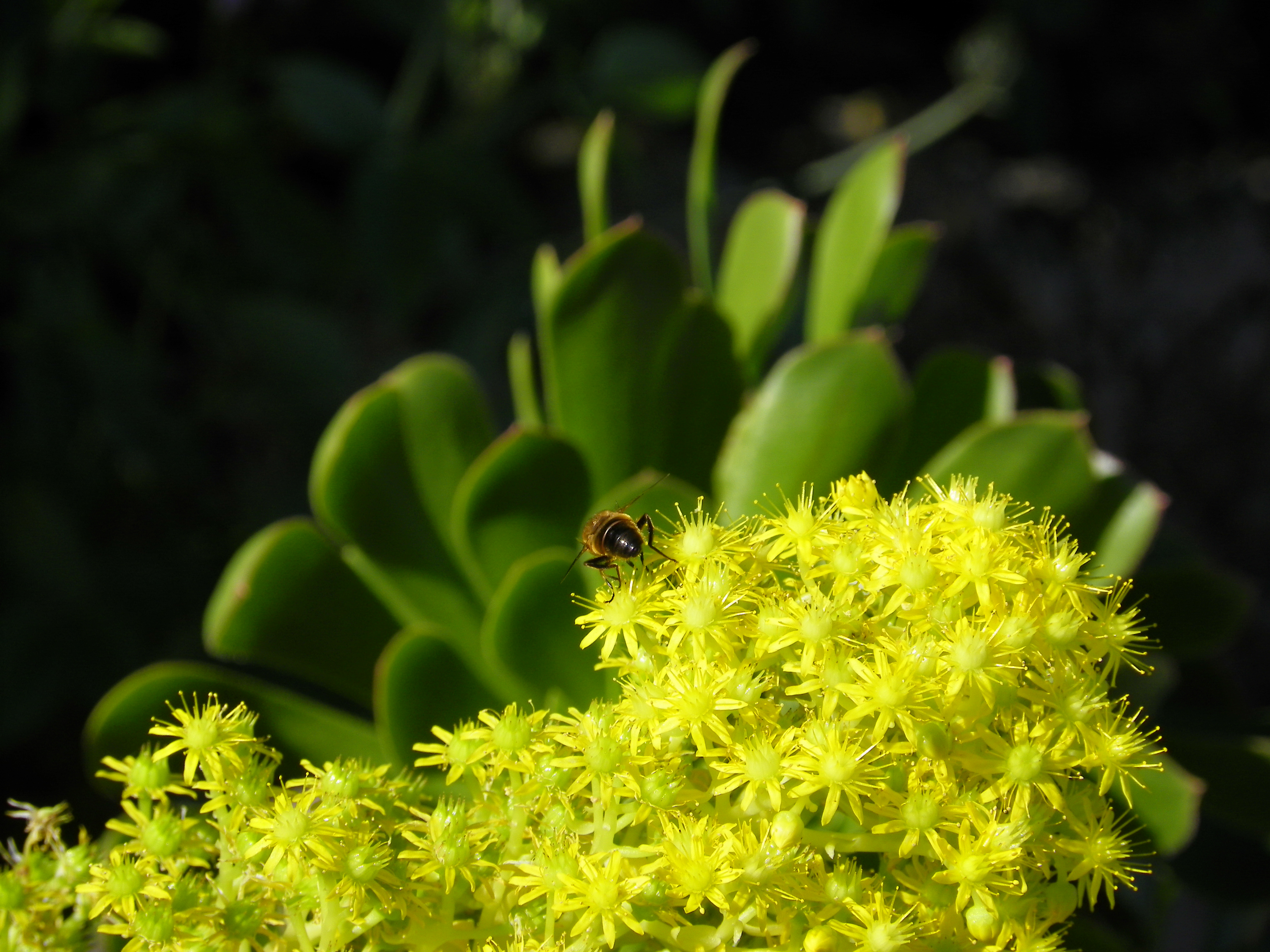 Natur