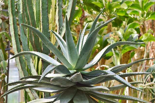 Die Königin der Trockenheit auf Teneriffa