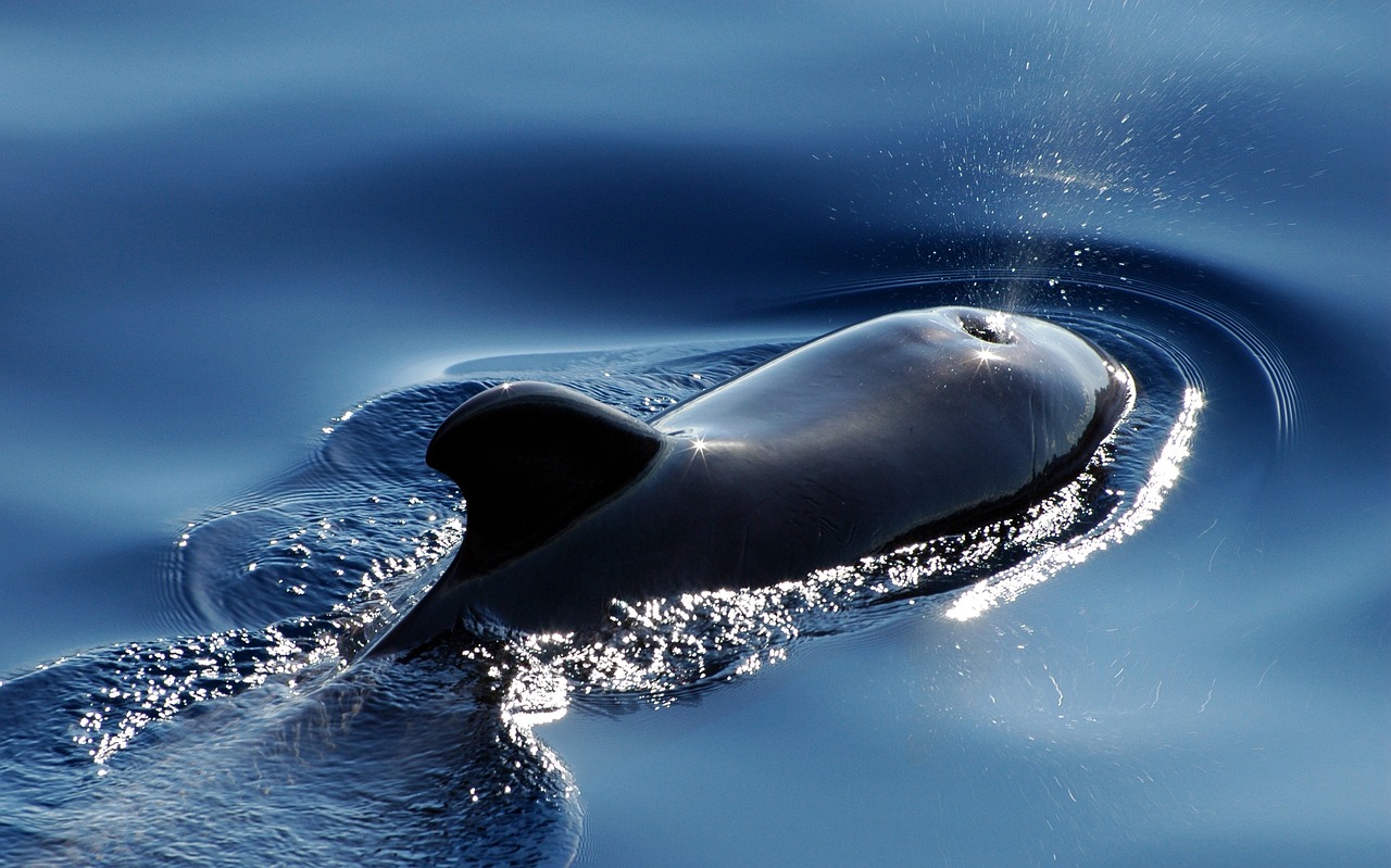 Verantwortungsbewusstes Whale Watching
