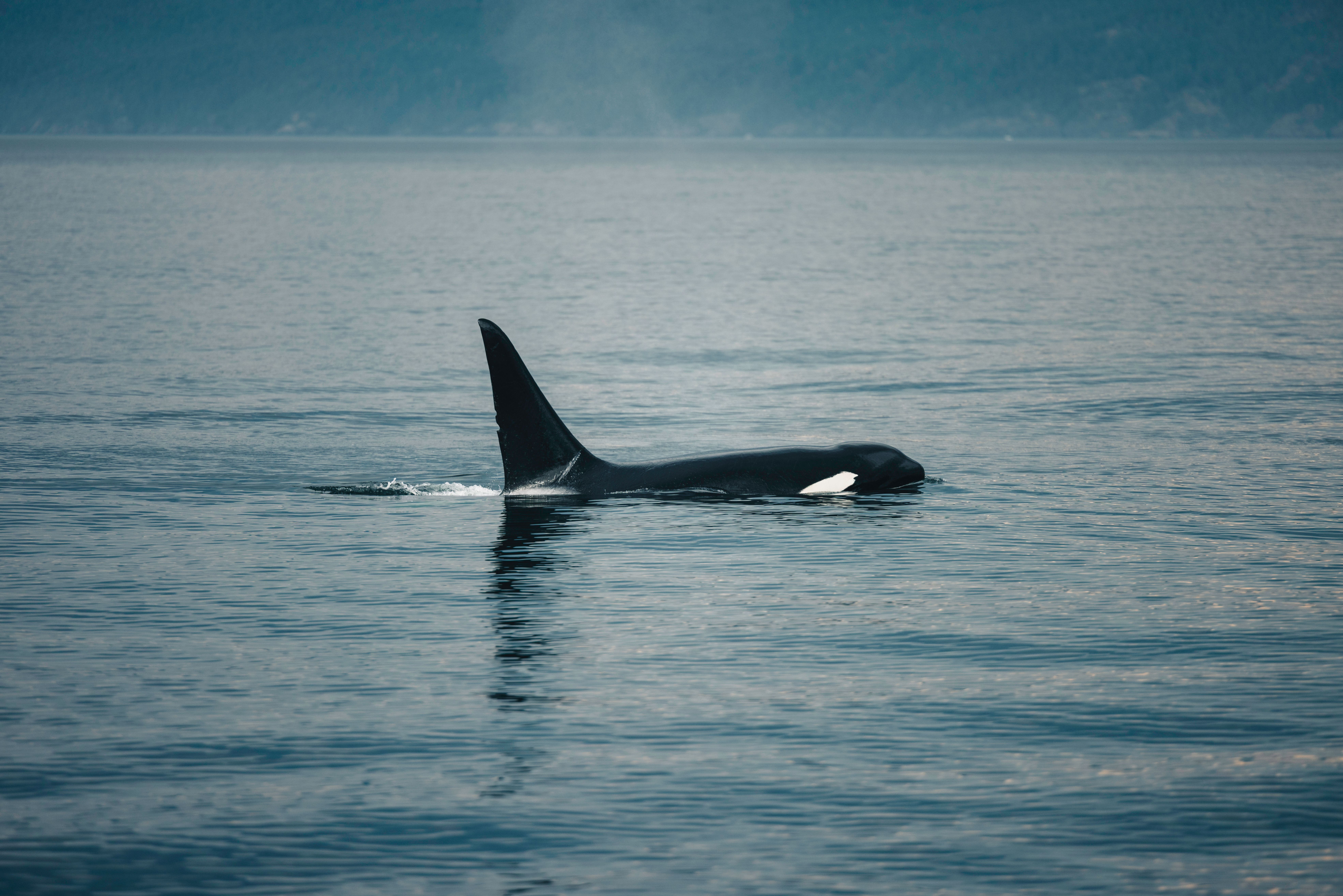 Über Orcas, Delfine und uns