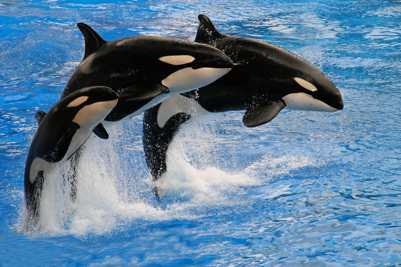 Wie Delfine und Orcas zu Showtieren gemacht werden