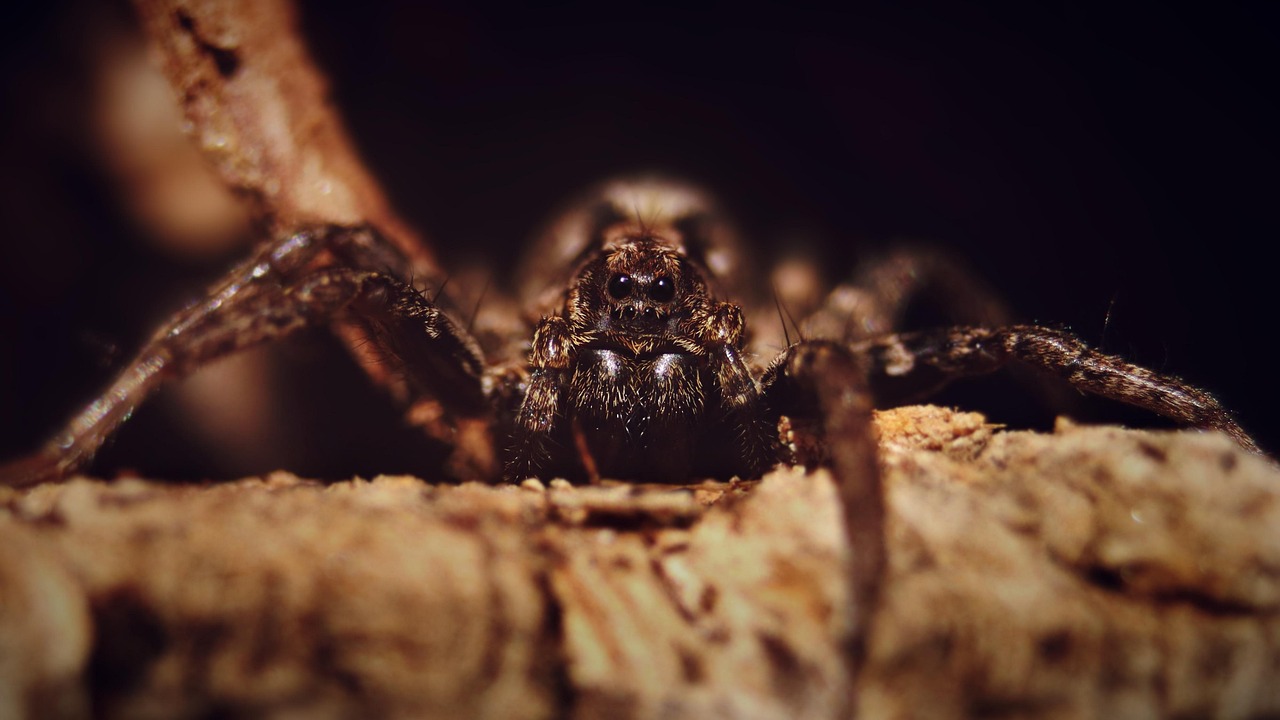 Giftige Insekten und Spinnen auf den Kanaren
