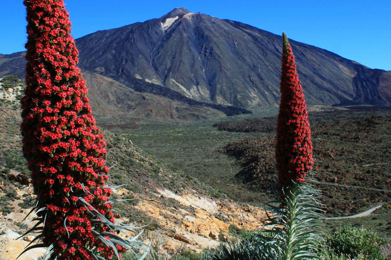 Eine Blüte wie ein Feuerwerk in der Vulkanlandschaft Teneriffas